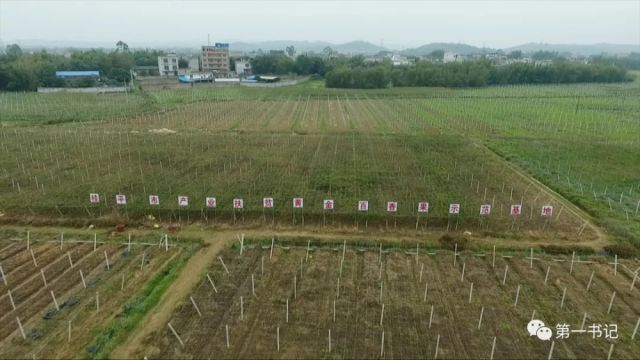 桂平市油麻镇迷人风采最新图片展示